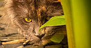 Shelby participe au concours pour gagner de l'argent avec cette photo : animal, camouflage, cat, close_up, curious, fur, gray_cat, green_leaves, hidden, nature, outdoor, pet, plant, portrait, soft_light, stone_ground, whiskers, wildlife, yellow_eyes, yellow_flower