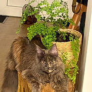 Shelby a rejoint le concours — aidez-le/la à gagner de superbes lots ! cat, cozy, door, eyes, fern, floor, fur, green_leaves, houseplant, indoor, longhair_cat, mammal, pet, relaxed, staring, tail, tortoiseshell_cat, whiskers, wood_stump, woven_basket