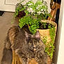 cat, cozy, door, eyes, fern, floor, fur, green_leaves, houseplant, indoor, longhair_cat, mammal, pet, relaxed, staring, tail, tortoiseshell_cat, whiskers, wood_stump, woven_basket