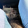 Shelby participe au concours pour gagner de l'argent avec cette photo : cat, gray_cat, fluffy_cat, kitten, jeans, blue_jeans, legs, car_interior, seat, pet, animal, feline, curious, looking_up, fur, whiskers, closeup, indoors, casual, relaxed