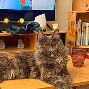Shelby a rejoint le concours — aidez-le/la à gagner de superbes lots ! animal, books, bookshelf, calm, cat, cozy, curious, decor, electronics, fluffy, furniture, glass, home, indoor, living_room, pet, red_glass, relaxed, table, wooden_table