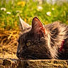 Shelby participe au concours pour gagner de l'argent avec cette photo : animal, cat, closeup, collar, ears, feline, fluffy, gray_cat, greenery, nature, outdoor, peaceful, pet, portrait, relaxing, side_view, stone, sunlight, whiskers, wildflowers
