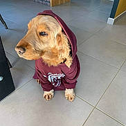 Milka a rejoint le concours — aidez-le/la à gagner de superbes lots ! dog, golden_retriever, hoodie, clothing, indoor, tile_floor, pet, canine, sitting, calm, brown_fur, casual, home, brick_wall, door, looking_away, portrait, animal, domestic, cute