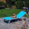 Milka participe au concours pour gagner de l'argent avec cette photo : dog, sunbed, backyard, grass, plants, trampoline, wooden_deck, greenery, pet, relaxed, outdoor, summer, leisure, animal, fence, basketball_hoop, blue, nature, daylight, resting