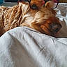 Milka a rejoint le concours — aidez-le/la à gagner de superbes lots ! dog, golden_retriever, glasses, bed, blanket, indoor, pet, canine, fur, snout, relaxed, cozy, resting, animal, sleepy, cute, muzzle, eyewear, portrait, domestic