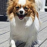 dog, papillon, white, brown, fluffy, walking, outdoor, deck, sunlight, pet, animal, happy, tongue_out, ears_up, furry, canine, summer, smiling, closeup, daytime