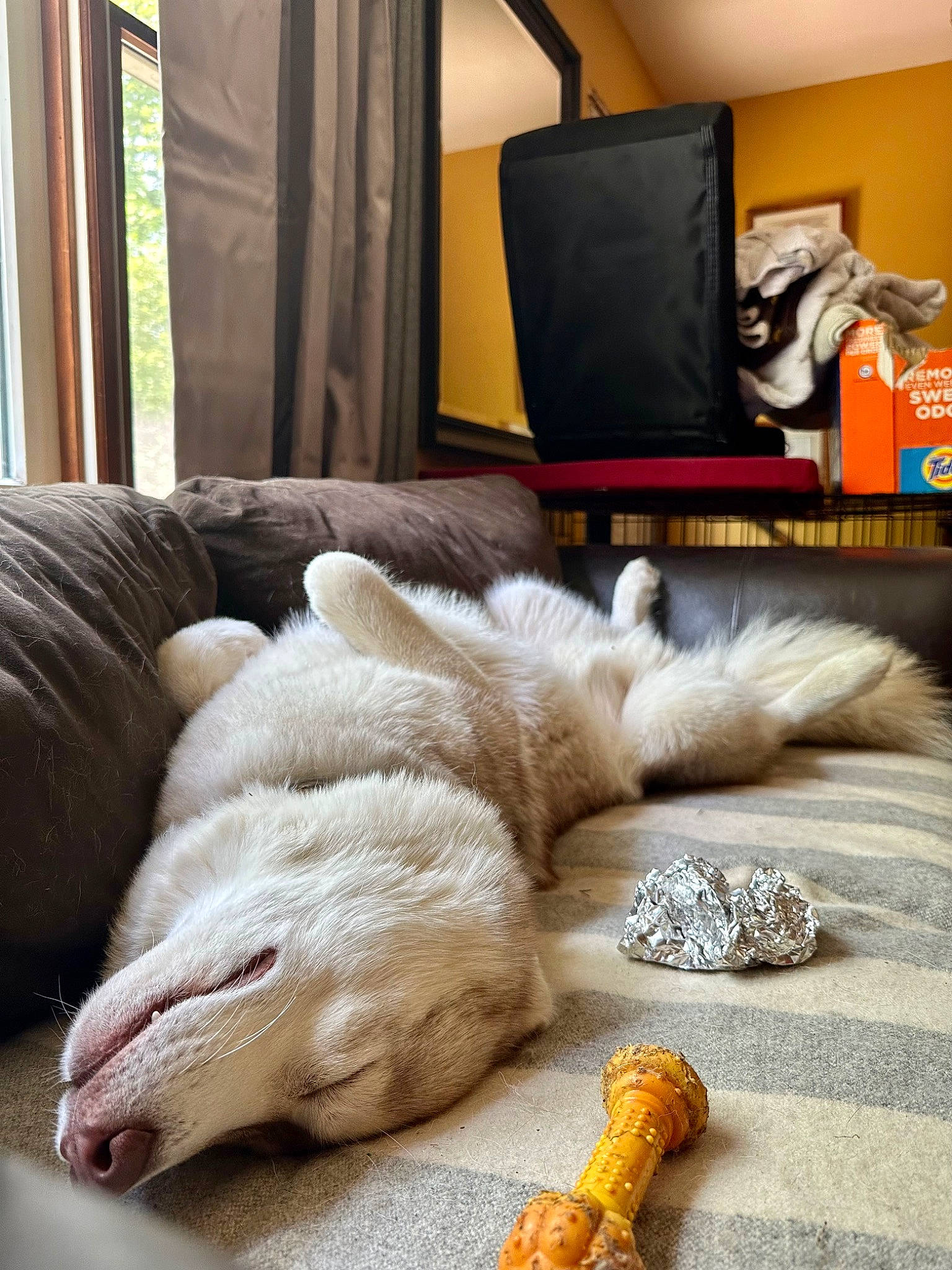 Titan joined the competition — help win amazing prizes! bedding, comfort, companion_dog, couch, curtain, dog, felidae, floor, flooring, fur, hardwood, interior_design, linens, living_room, room, tail, textile, toy, whiskers, wood