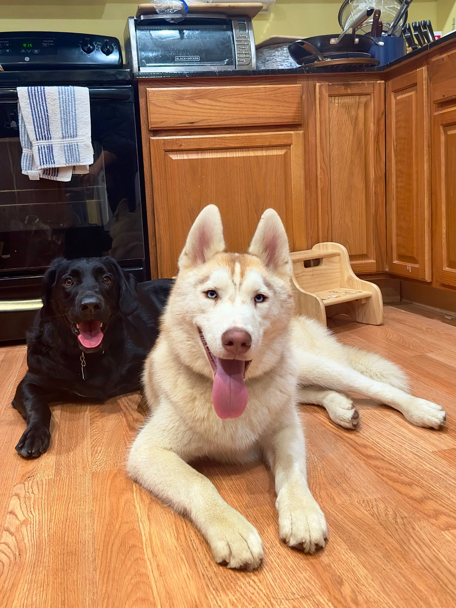 Toast is registered to the contest to win money with this photo: cabinetry, carnivore, chest_of_drawers, companion_dog, cupboard, dog, dog_breed, door, drawer, fawn, floor, flooring, hardwood, home_appliance, kitchen, kitchen_appliance, kitchen_sink, refrigerator, sink, wood