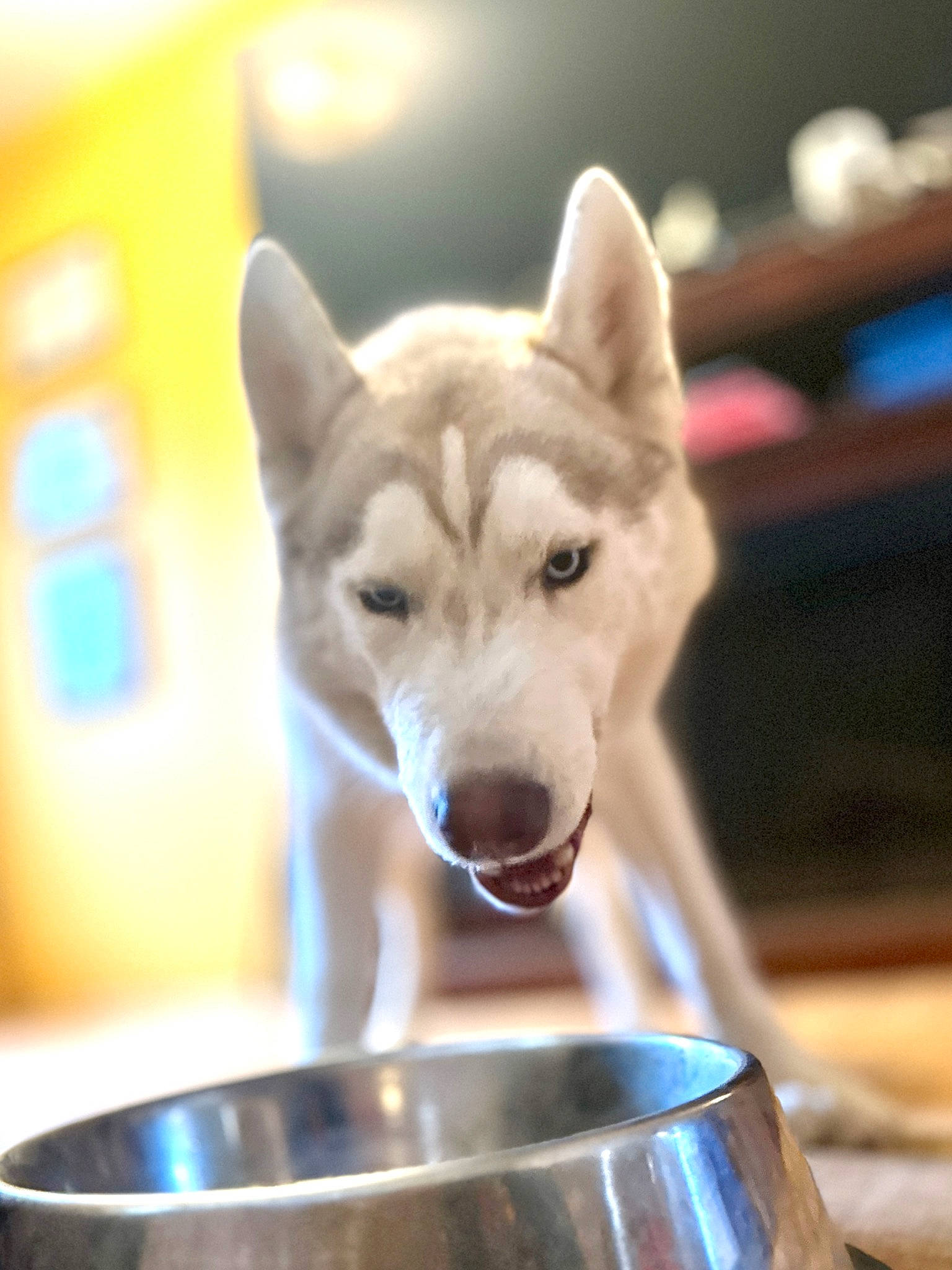 Toast joined the competition — help win amazing prizes! ancient_dog_breeds, canidae, canis, carnivore, companion_dog, cooking, cookware_and_bakeware, dog, dog_breed, kitchen_utensil, metal, photo_caption, recipe, sled_dog, snout, sporting_group, whiskers, wolf, wood, working_animal