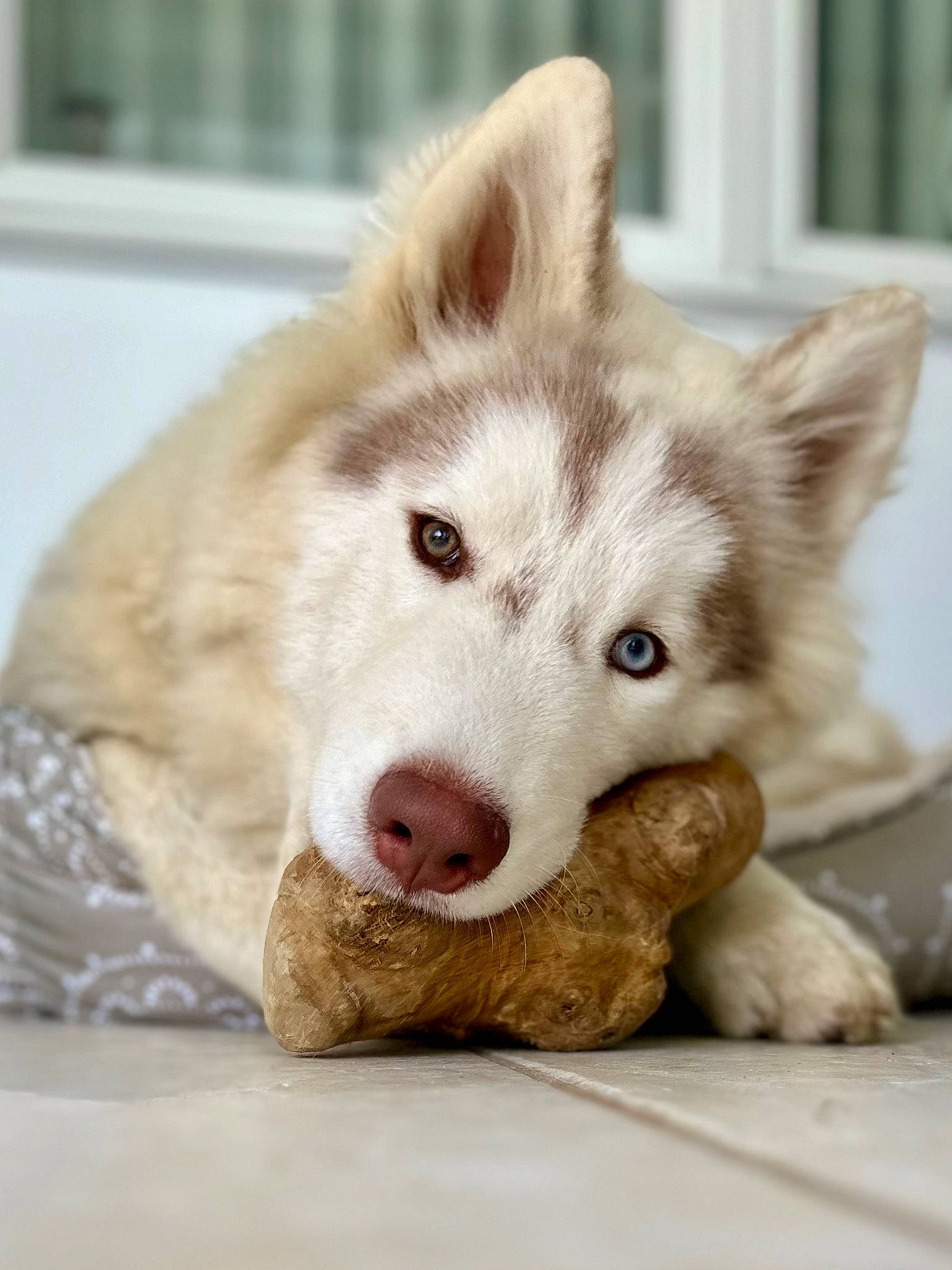 Timber is registered to the contest to win money with this photo: canidae, canis, carnivore, companion_dog, dog, dog_breed, eye, fang, fawn, fur, jaw, non_sporting_group, siberian_husky, sporting_group, terrestrial_animal, whiskers, wildlife, wolf, working_animal, working_dog