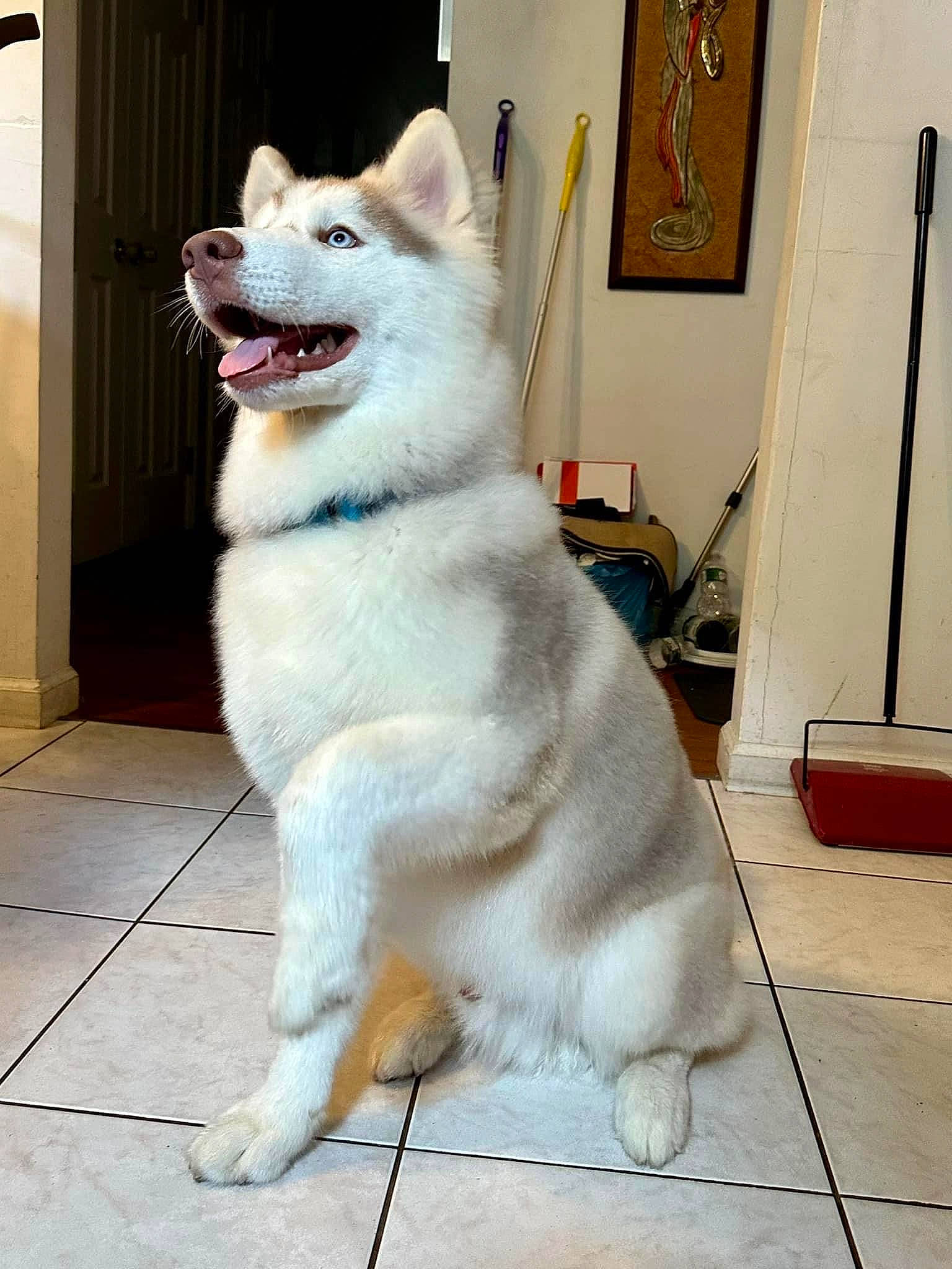 Timber is registered to the contest to win money with this photo: ancient_dog_breeds, canidae, carnivore, collar, companion_dog, dog, dog_breed, door, fang, fawn, flooring, fur, picture_frame, spitz, sporting_group, tail, terrestrial_animal, whiskers, working_animal, working_dog