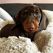Baïa participe au concours pour gagner de l'argent avec cette photo : puppy, dog, dachshund, brown_dog, pet, animal, portrait, close_up, floppy_ears, brown_eyes, black_nose, indoor, blanket, bed, cozy, sleeping_area, soft_texture, cute, curious, photography