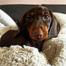 puppy, dog, dachshund, brown_dog, pet, animal, portrait, close_up, floppy_ears, brown_eyes, black_nose, indoor, blanket, bed, cozy, sleeping_area, soft_texture, cute, curious, photography