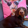 Baïa participe au concours pour gagner de l'argent avec cette photo : dog, dachshund, pet, animal, brown_coat, long_ears, sitting, lying_down, portrait, outdoor, chair, cushion, pillow, giraffe, sunglasses, flowers, pink, brick_wall, garden, funny