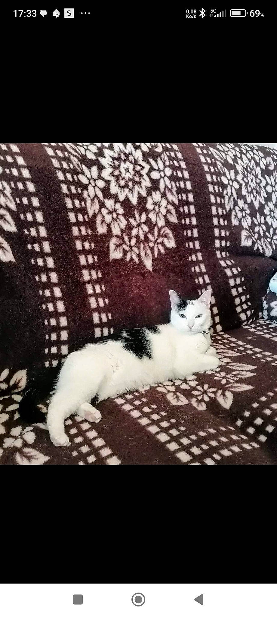 Sweetie participe au concours pour gagner de l'argent avec cette photo : carnivore, cat, cloud, comfort, domestic_short_haired_cat, eye, felidae, linens, monochrome_photography, pattern, paw, rectangle, small_to_medium_sized_cats, snout, tail, textile, tints_and_shades, tree, whiskers, wood