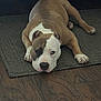 dog, lying_down, brown_and_white, indoor, pet, floor, carpet, canine, mammal, domestic_animal, relaxed, looking_up, ears, paws, snout, fur, animal_face, companion, household, resting