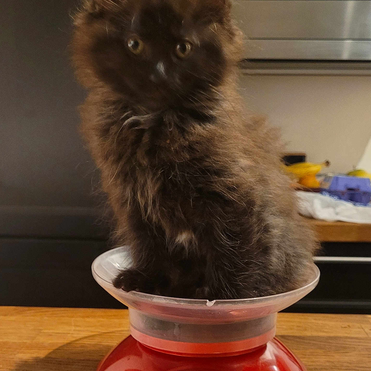 Arya