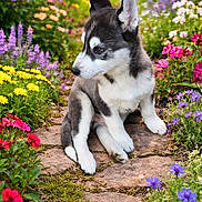 Boss a rejoint le concours — aidez-le/la à gagner de superbes lots ! puppy, dog, husky, path, stone_path, garden, flowers, colorful, outdoor, nature, greenery, cute, pet, young_dog, spring, summer, plants, fur, animal, sitting