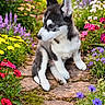 puppy, dog, husky, path, stone_path, garden, flowers, colorful, outdoor, nature, greenery, cute, pet, young_dog, spring, summer, plants, fur, animal, sitting