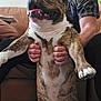 Rufus is registered to the contest to win money with this photo: arm, background_blur, brindle, casual_clothing, couch, dog, domestic_animal, face, fur, hands, happy, human, indoor, living_room, man, person, pet, sitting, smiling, tongue