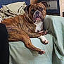 Rufus joined the competition — help win amazing prizes! animal, brindle, canine, chair, companion, cozy, curious, dog, domestic, ears, face, fur, furniture, indoor, lounge, paws, pet, relaxed, snout, wood_paneling