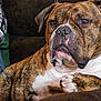 animal, boxer, bulldog, canine, couch, dog, frenchbulldog, furniture, pet, pitbull, puppy