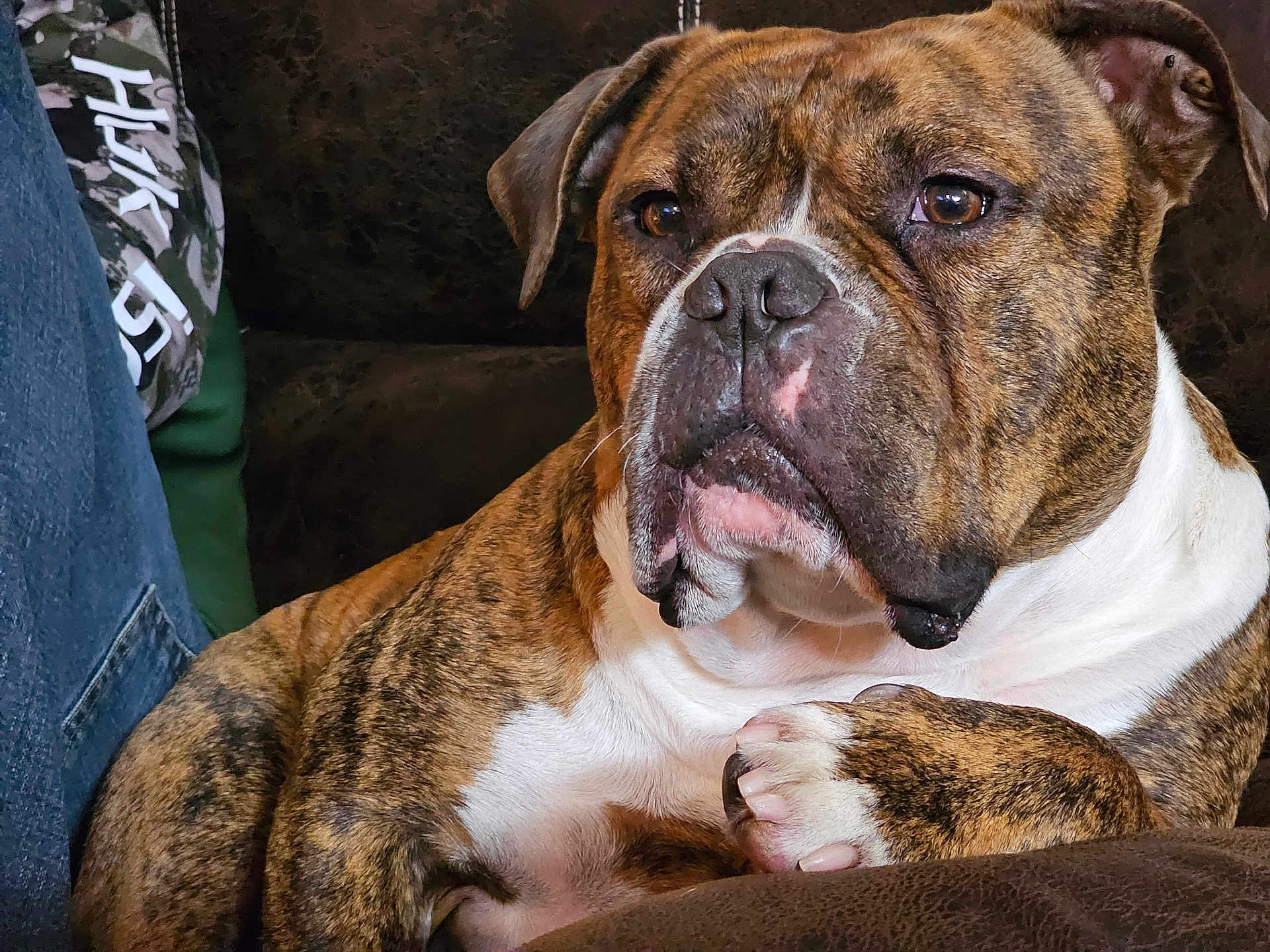 Rufus