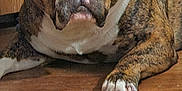 Rufus joined the competition — help win amazing prizes! animal, brindle, brown, canine, closeup, companion, dog, floor, fur, house, indoor, looking_at_camera, nails, paw, pet, portrait, relaxed, resting, white, wooden_floor