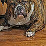 animal, brindle, brown, canine, closeup, companion, dog, floor, fur, house, indoor, looking_at_camera, nails, paw, pet, portrait, relaxed, resting, white, wooden_floor