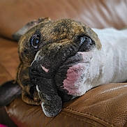 Rufus joined the competition — help win amazing prizes! animal, brindle, close_up, couch, cozy, dog, ears, expression, face, fur, home, indoor, leather, lying_down, pet, portrait, relaxed, resting, snout, white