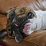 animal, brindle, close_up, couch, cozy, dog, ears, expression, face, fur, home, indoor, leather, lying_down, pet, portrait, relaxed, resting, snout, white