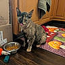 cat, tortoiseshell_cat, kitten, pet, animal, sitting, licking, face, eyes, ears, collar, food_bowl, cat_food, pet_toy, rug, wooden_floor, kitchen, cabinets, cardboard_box, indoor