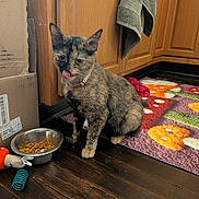 Mila joined the competition — help win amazing prizes! cat, tortoiseshell_cat, kitten, pet, animal, sitting, licking, tongue, collar, food_bowl, cat_food, kibble, kitchen, wooden_cabinets, wooden_floor, colorful_rug, towel, cardboard_box, cat_toys, indoor