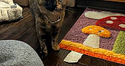 Mila is registered to the contest to win money with this photo: cat, tortoiseshell_cat, pet, animal, feline, sitting, standing, collar, eyes, ears, whiskers, wooden_floor, rug, mushroom_pattern, cabinet, cardboard_boxes, blanket, indoors, portrait, home
