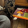 Mila joined the competition — help win amazing prizes! cat, tortoiseshell_cat, pet, collar, sitting, indoors, wooden_floor, floor, colorful_mat, mushroom_pattern, cabinet, cardboard_box, cushion, furniture, large_eyes, ears, whiskers, portrait, cozy, home