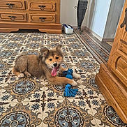 Ares a rejoint le concours — aidez-le/la à gagner de superbes lots ! puppy, dog, toy, rope_toy, floor_tile, patterned_floor, wooden_furniture, cabinet, vase, decor, indoor, pet, tongue_out, playful, young_dog, fur, paws, happy, home, animal
