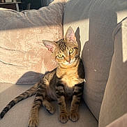 Benito is registered to the contest to win money with this photo: cat, kitten, tabby, couch, sofa, sunlight, shadow, indoor, pet, relaxed, feline, cozy, beige, fur, whiskers, ears, eyes, tail, animal, home