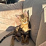cat, kitten, tabby, couch, sofa, sunlight, shadow, indoor, pet, relaxed, feline, cozy, beige, fur, whiskers, ears, eyes, tail, animal, home