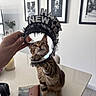 Benito joined the competition — help win amazing prizes! cat, tabby_cat, hand, headband, happy_new_year, table, book, reading_glasses_case, headphones, indoor, wall_art, black_and_white_photos, curious, playful, pet, feline, houseplant, countertop, white_wall, celebration