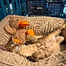 Benito is registered to the contest to win money with this photo: kitten, cat, sleeping, plush_bed, stuffed_animal, duck_toy, tabby, indoor, nighttime, city_lights, cozy, relaxed, feline, pet, cute, soft_texture, animal, resting, comfort, toy