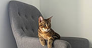 Benito joined the competition — help win amazing prizes! cat, tabby_cat, armchair, gray_chair, furniture, indoor, pet, animal, relaxed, lounging, stripes, minimalist, contemplative, domestic_cat, cozy, calm, resting, living_room, soft_light, side_view