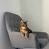 cat, tabby_cat, armchair, gray_chair, furniture, indoor, pet, animal, relaxed, lounging, stripes, minimalist, contemplative, domestic_cat, cozy, calm, resting, living_room, soft_light, side_view