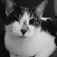 Maggie participe au concours pour gagner de l'argent avec cette photo : cat, one-eyed, close-up, black_and_white, resting, fur, whiskers, animal, pet, cute, portrait, indoor, relaxed, feline, face, ears, nose, paw, fur_pattern, domestic_cat