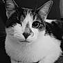 animal, black_and_white, cat, close-up, cute, domestic_cat, ears, face, feline, fur, fur_pattern, indoor, nose, one-eyed, paw, pet, portrait, relaxed, resting, whiskers