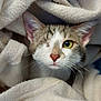 Maggie participe au concours pour gagner de l'argent avec cette photo : cat, one-eyed, blanket, cozy, fur, pet, animal, cute, indoor, close-up, whiskers, ears, nose, tabby, soft, comfort, relaxed, snug, sleepy, cute_pet