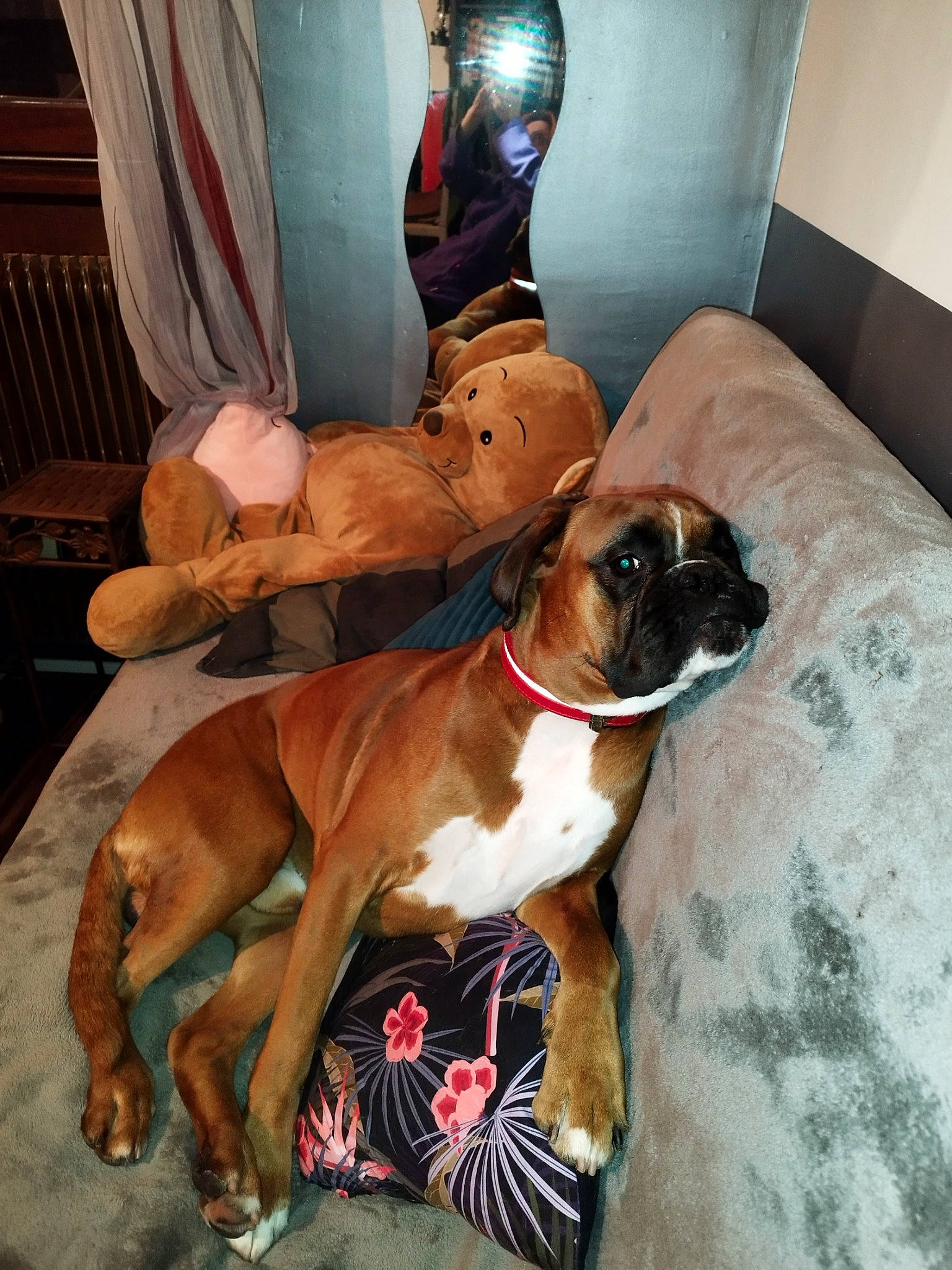 Yoda a rejoint le concours — aidez-le/la à gagner de superbes lots ! boxer, canidae, carnivore, collar, comfort, companion_dog, curtain, dog, dog_breed, dog_collar, dog_supply, fawn, hardwood, liver, pet_supply, snout, sporting_group, working_animal, working_dog, wrinkle