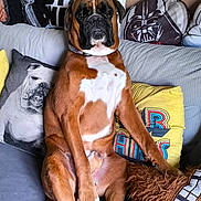 Yoda a rejoint le concours — aidez-le/la à gagner de superbes lots ! dog, brown_dog, sitting, couch, pillows, star_wars, indoor, pet, canine, relaxed, home, decor, furniture, cute, funny_pose, living_room, domestic_animal, companion, portrait, resting
