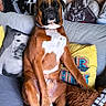dog, brown_dog, sitting, couch, pillows, star_wars, indoor, pet, canine, relaxed, home, decor, furniture, cute, funny_pose, living_room, domestic_animal, companion, portrait, resting