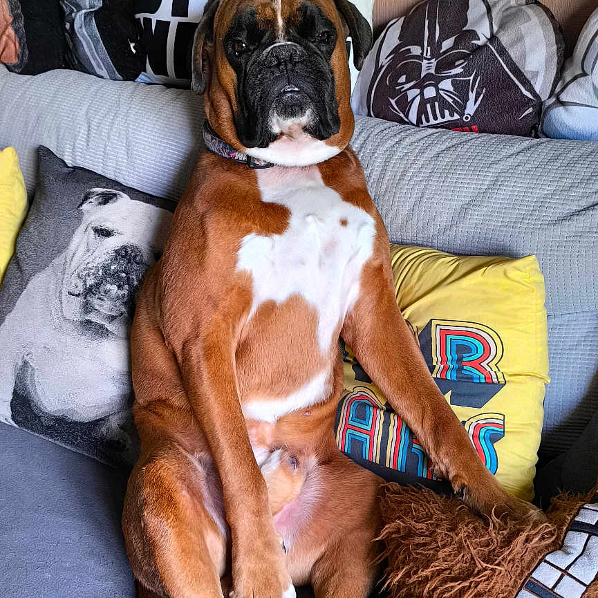 Yoda
