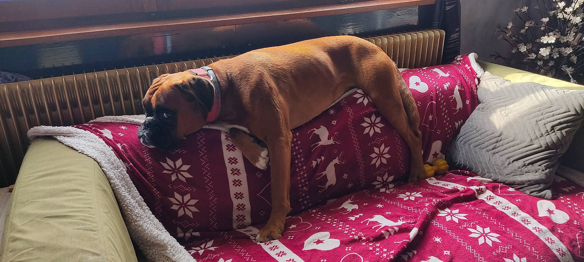 Yoda participe au concours pour gagner de l'argent avec cette photo : carnivore, comfort, companion_dog, couch, dog, dog_breed, dog_supply, fawn, flooring, linens, liver, living_room, magenta, pattern, pet_supply, purple, room, sofa_bed, studio_couch, working_animal